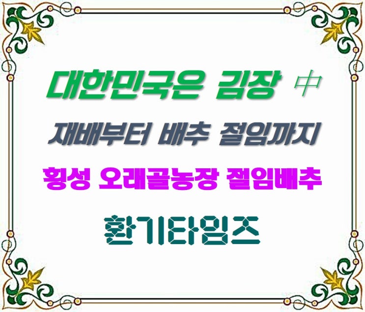 올해 김장김치 담그셨나요?_강원도 횡성 오래골농장 절임배추_환기타임즈 올해 김장김치 담그셨나요?_강원도 횡성 오래골농장 절임배추_환기타임즈