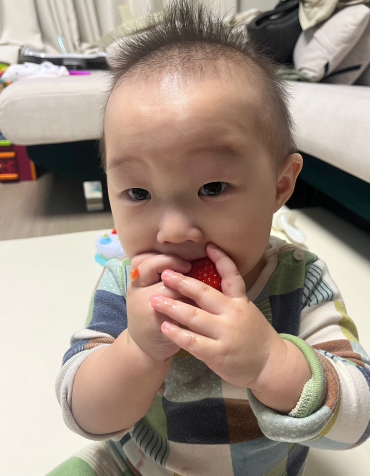  돌아기 간식 동결건조 딸기, 과일 딸기 언제부터 알레르기 반응 확인하기