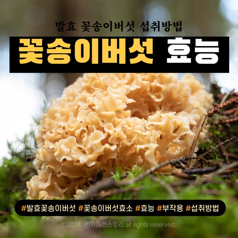꽃송이버섯 효능 한가인 발효 효소 먹는법 부작용
