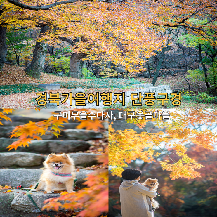  경북 가을여행지 수다사 옻골마을 단풍 구경 은행나무