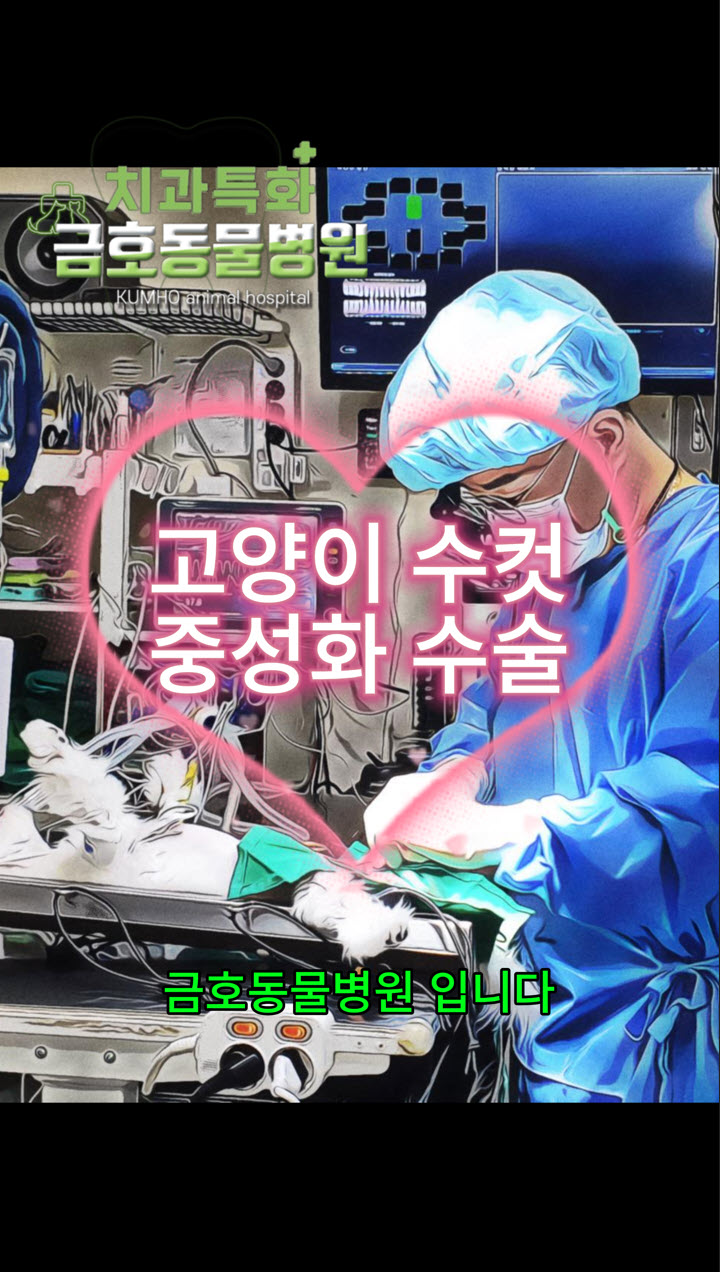 광주 고양이 수컷 중성화 수술 [광주 서구 치과 동물병원, 금호동 동물병원, 금호동물병원]