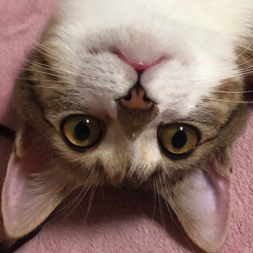  고양이 좋아