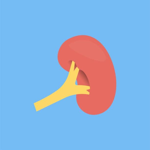 비장 위치 크기 기능과 역할 비장비대 지라 : 네이버 블로그