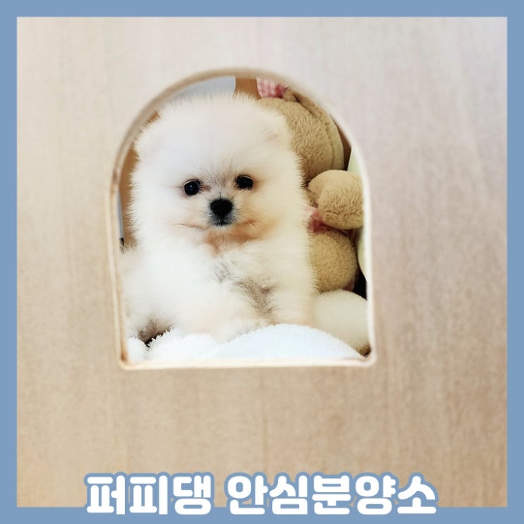  홍성애견분양 달려보아요