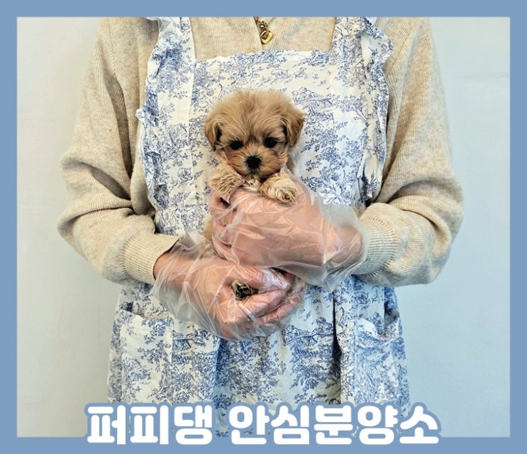  세종애견분양 가족이 된 말티푸분양