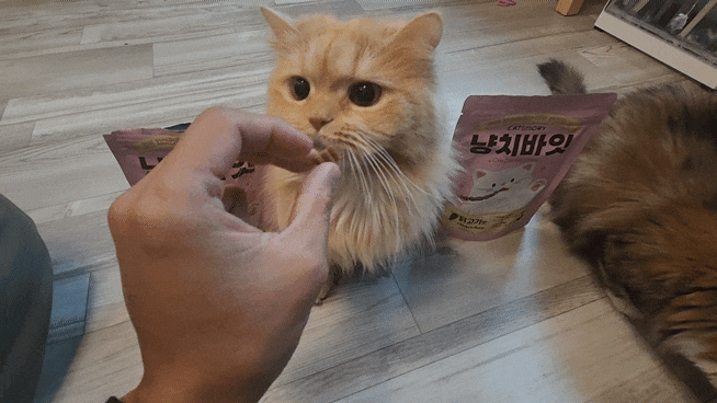  고양이 입질에도 좋은 고양이 개껌 냥치바잇 리뷰