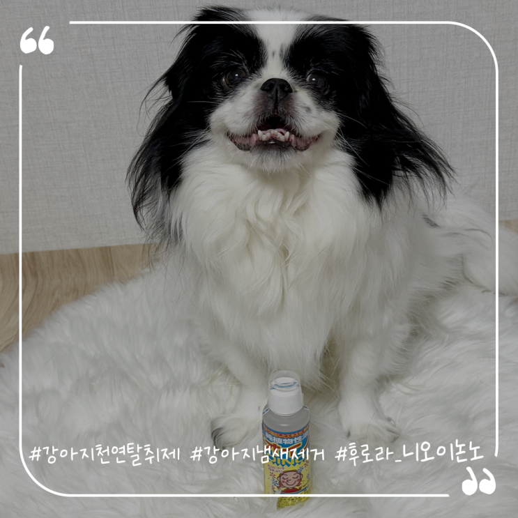  천연강아지탈취제추천 강아지냄새제거 후로라 니오이논노