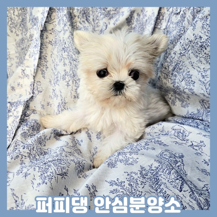  예산애견분양 말티즈분양 최고였어요