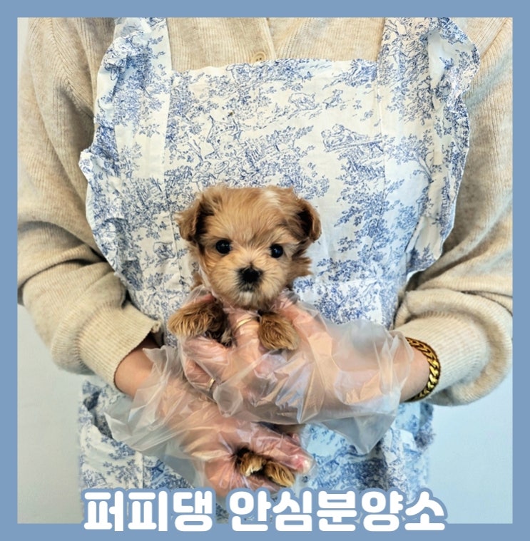 금산애견분양 확고한 신념