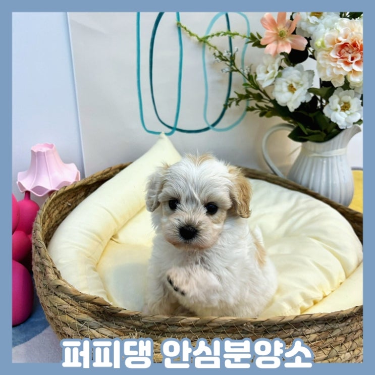  계룡애견분양 이곳에서