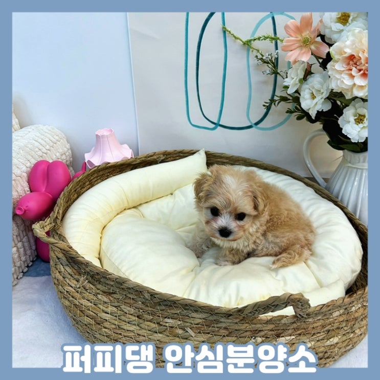  청양애견분양 말티푸분양 안심했어요