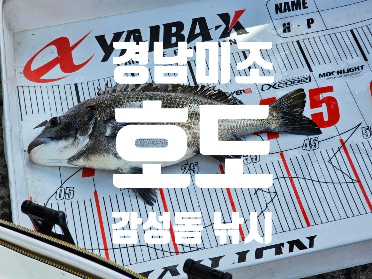  경남 미조 호도 감성돔 낚시 2024. 12. 1.