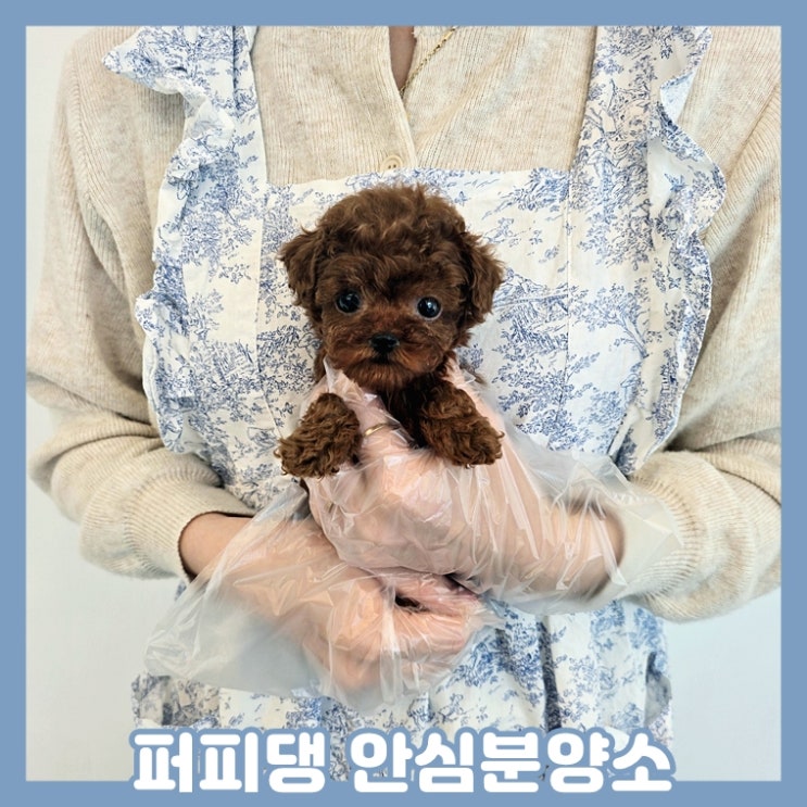  서천애견분양 토이푸들분양 최고죠