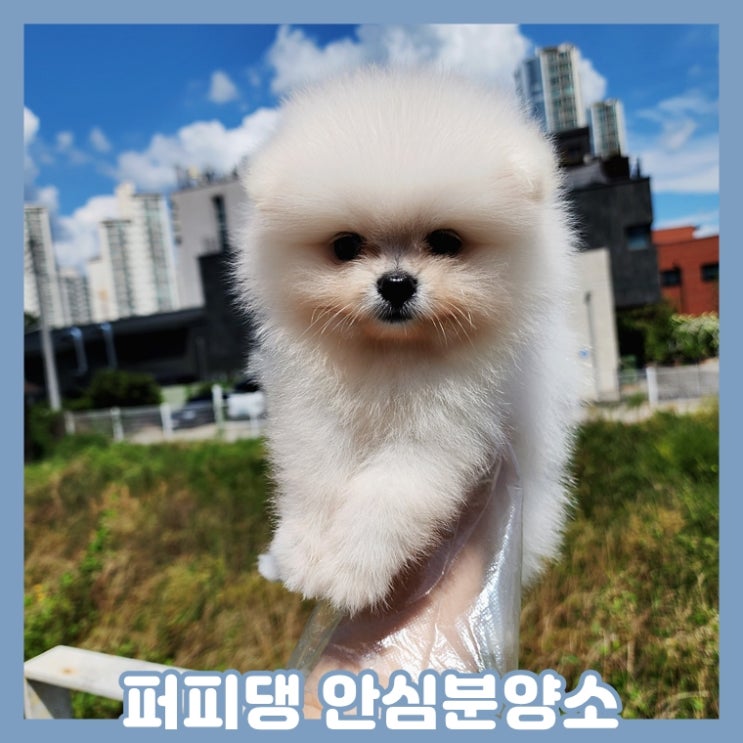  보령애견분양 포메라니안분양 걱정없어요