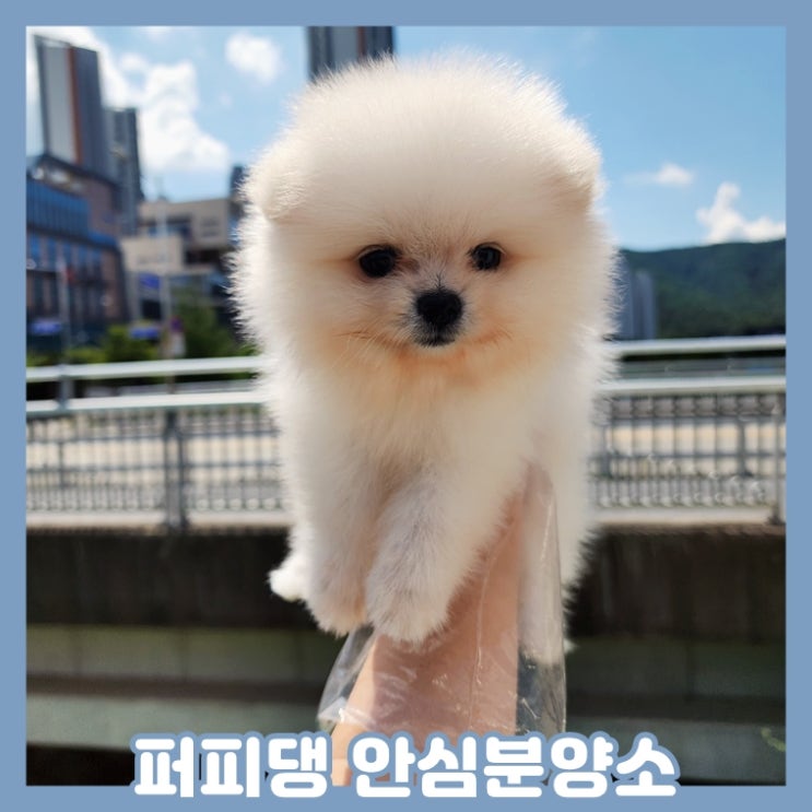  부여애견분양 푸들 찾았어요