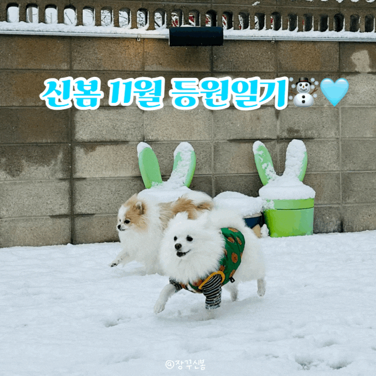 신봄 11월 등원일기 유치원에서 첫눈! 동탄 오산 원더독강아지유치원 신봄 11월 등원일기 유치원에서 첫눈! 동탄 오산 원더독강아지유치원