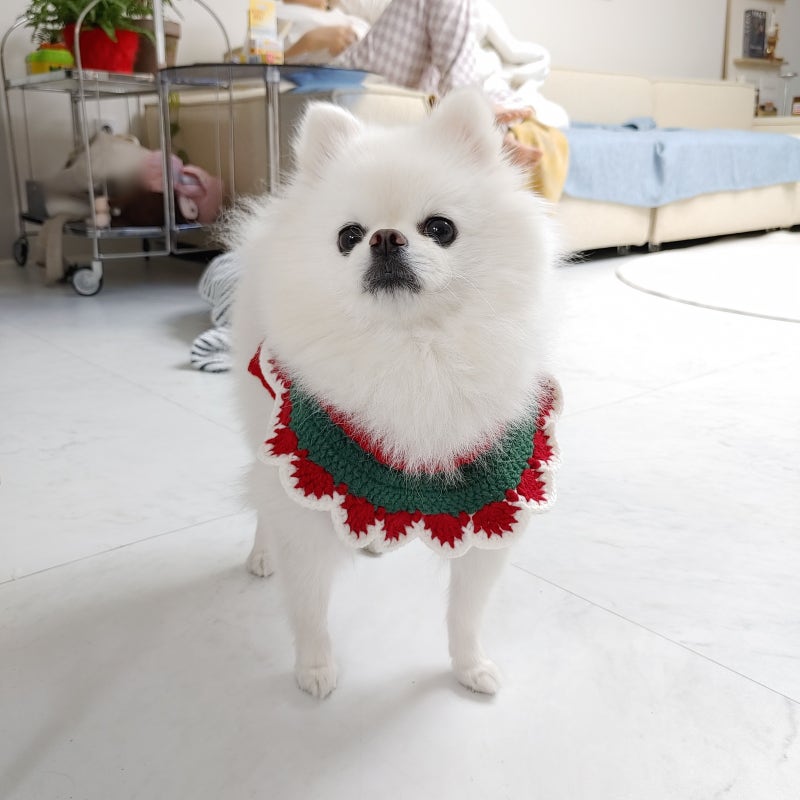 전주애견유치원 몽카롱