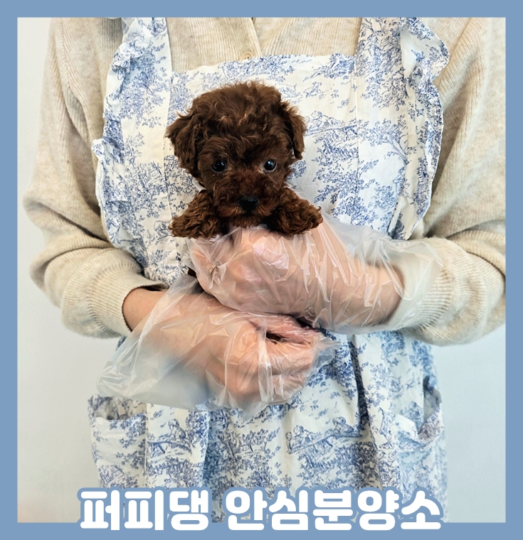  논산애견분양 걱정없는 곳