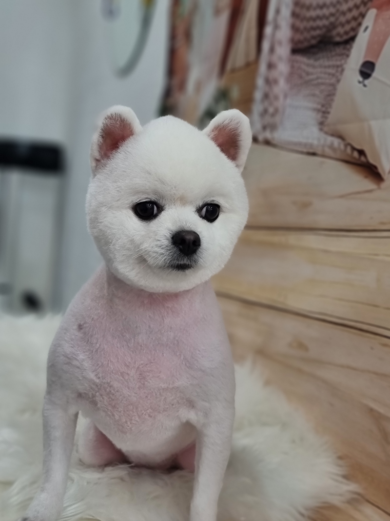애견샵 붐