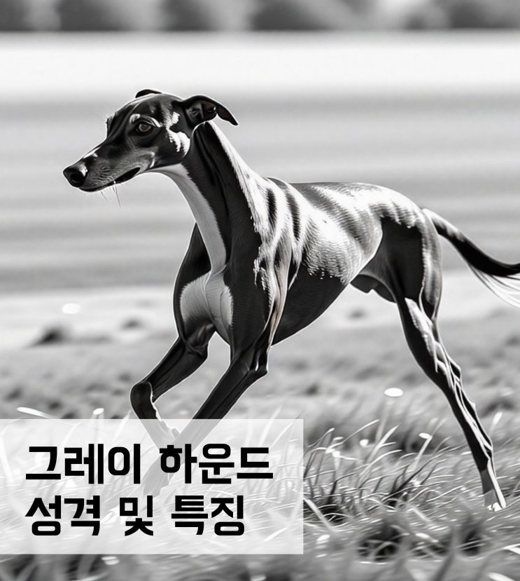  이탈리아 그레이 하운드 성격 특징 유전병