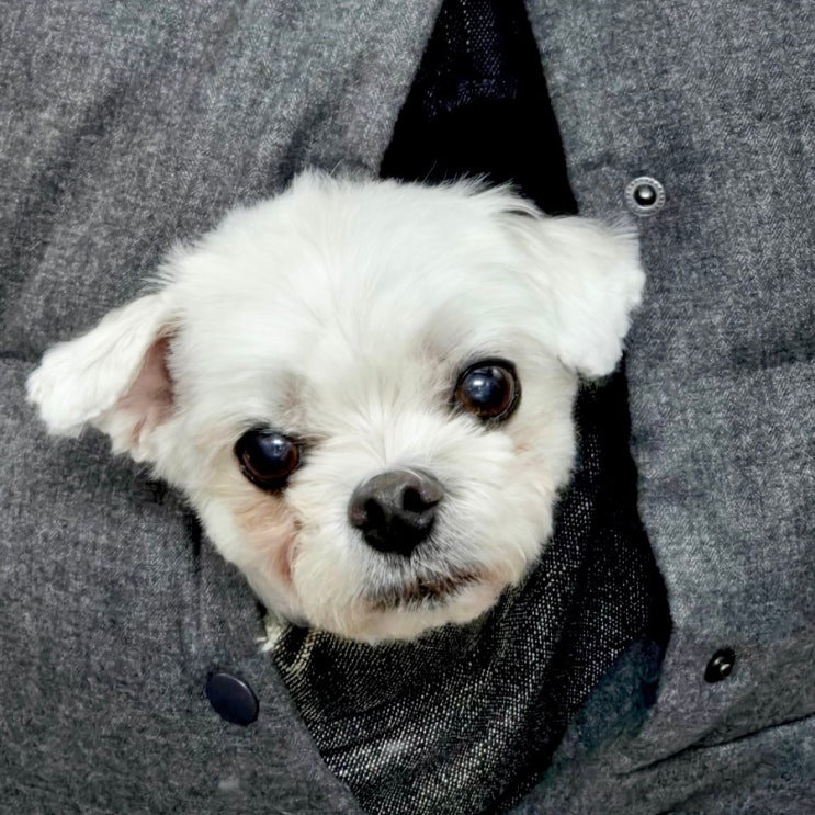  순천시반려동물문화센터 8주 패밀리독 훈련교실 교육후기