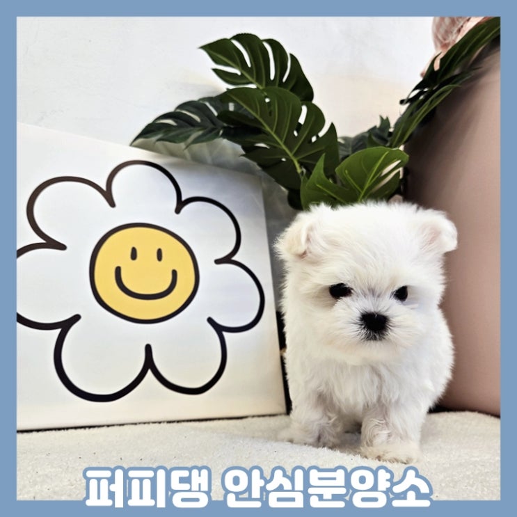  증평애견분양 미니비숑분양 만나요