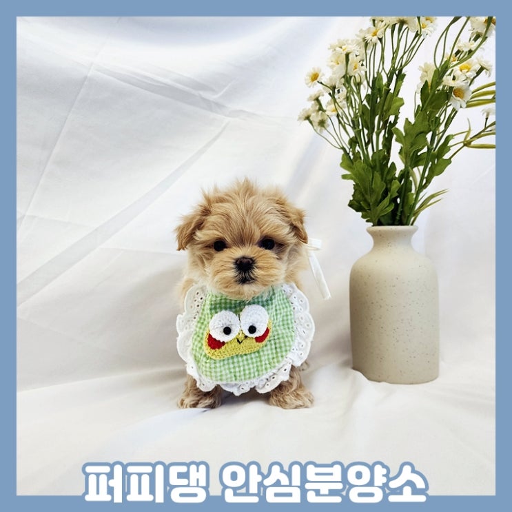  음성애견분양 하늘이 내려준