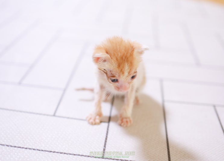 아기 고양이 키우기 이갈이 시기와 입냄새