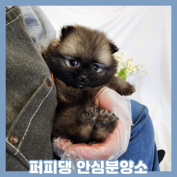  진천애견분양 고민 끝! 가족을 찾아보세요
