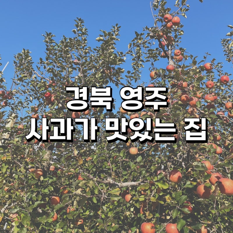 '사과가 맛있는 집' 영주 사과 따기 체험 영주여행 아이랑 가볼 만한 곳
