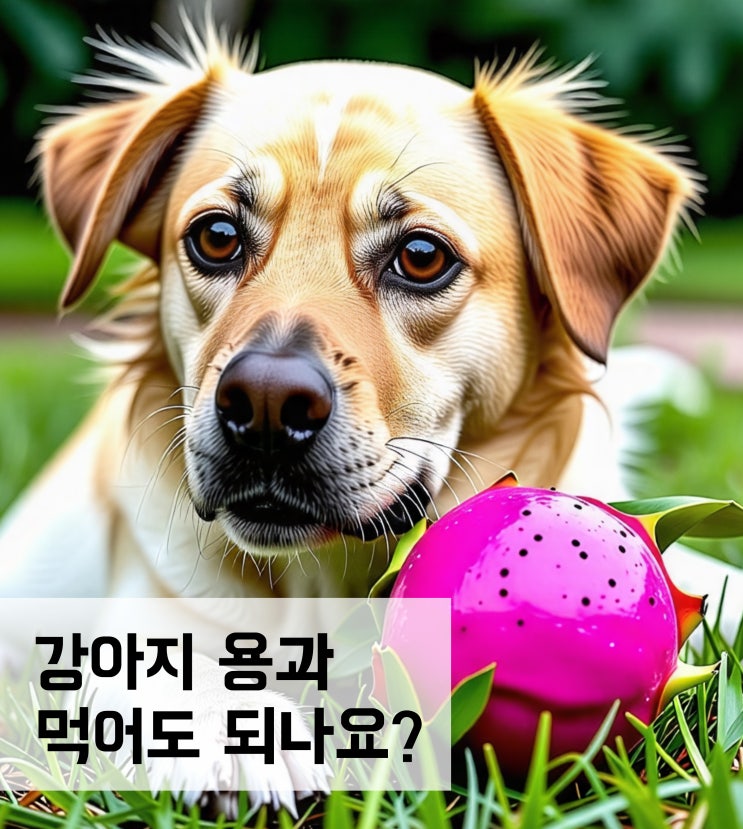  강아지 용과 먹어도 되나요? (주의사항)