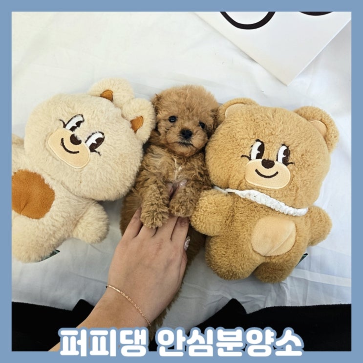  태안애견분양 말티푸 결심
