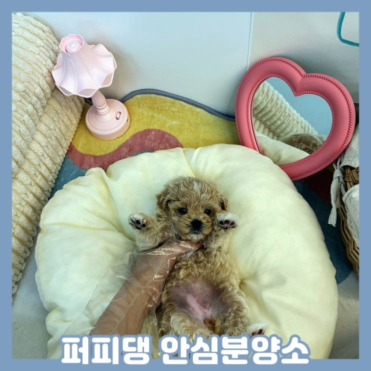  청주애견분양 안심하고 데려왔어요