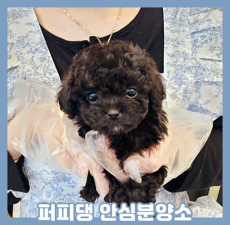 옥천애견분양 귀여운 푸숑