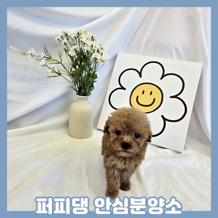  당진애견분양 하면서