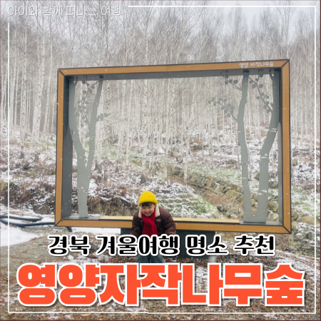 영양 자작나무숲, 경북 겨울여행 명소