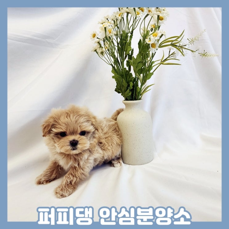  제천애견분양 기쁨이 되어