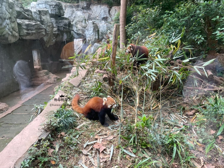  (충칭, 청두 여행) 충칭에서 청두 당일치기 여행 가능한 일정, 코스, 기차편 (feat. 청두 유명한 곳 이름 사진 명소 추천)