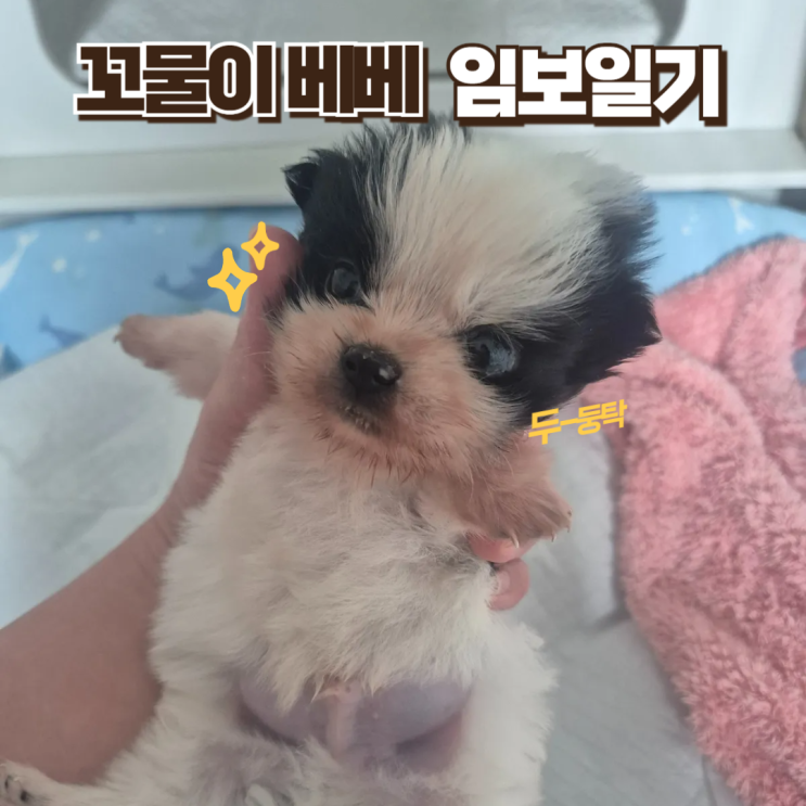  꼬물이 베베 임보일기 3, 엄마 써니가 떠나다