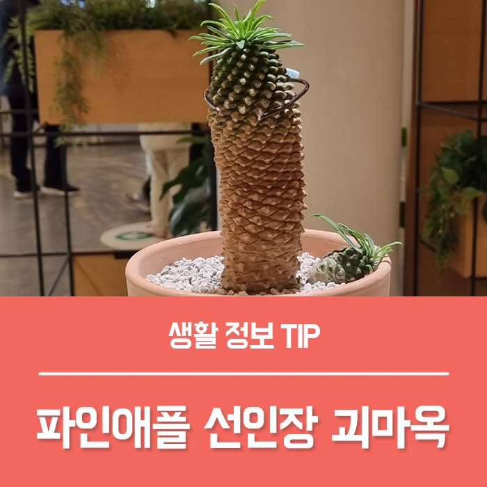  파인애플 선인장 괴마옥 꽃말, 괴마옥 키우기 물주기 선글라스가 잘 어울리는 식물
