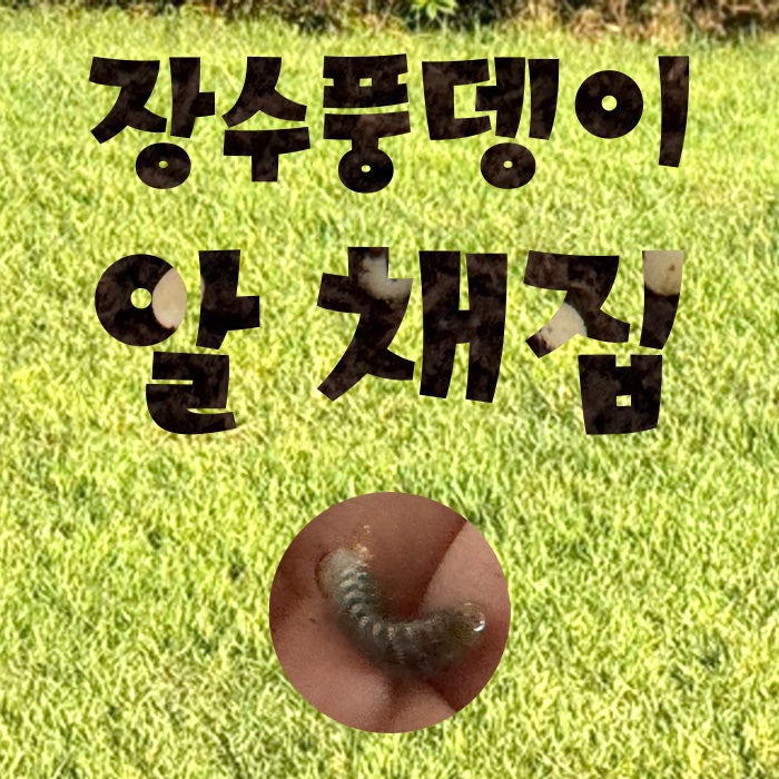 장수풍뎅이 알 채취 과정