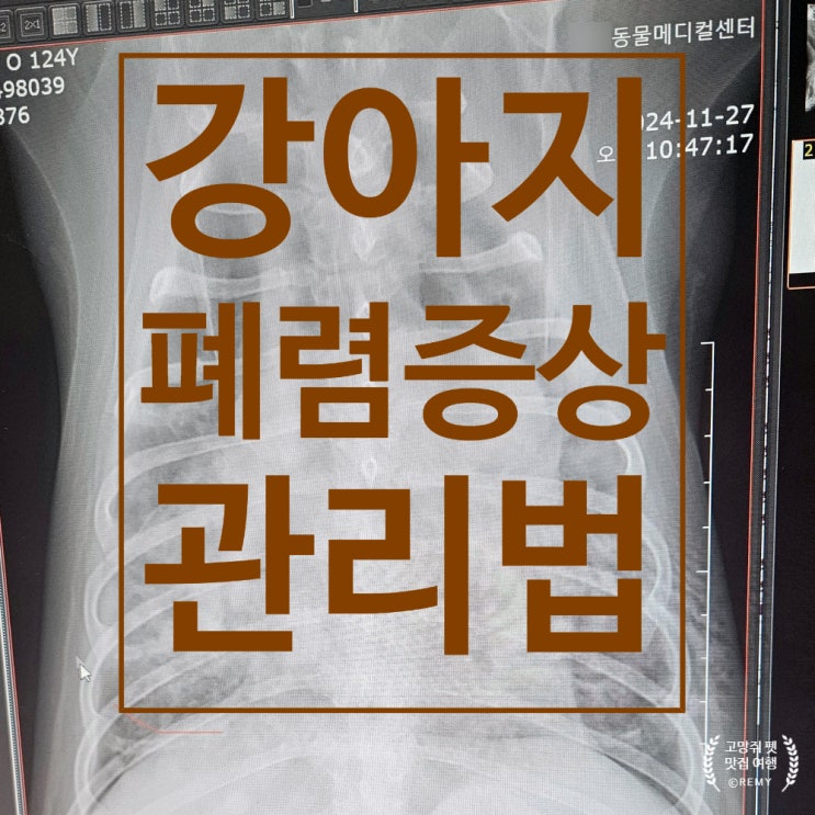  강아지 폐렴 증상과 관리법