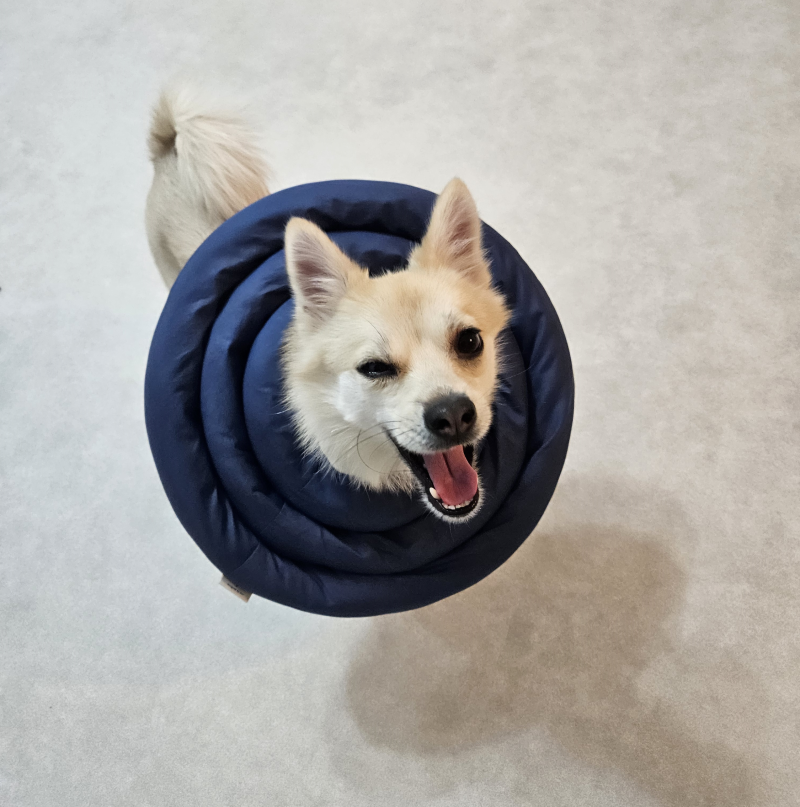 여주이천펫시터간단멍료