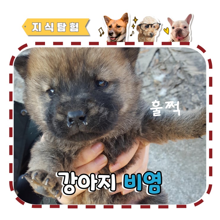  강아지 비염 콧물, 코막힘, 재채기 보인다면