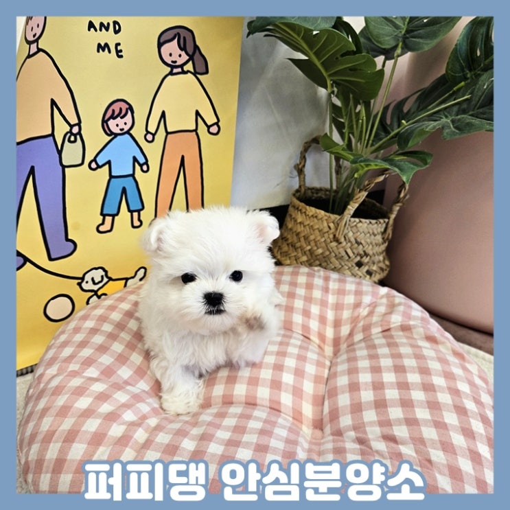  천안애견분양 건강한 위치