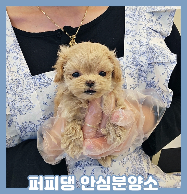  영동애견분양 걱정없이 만나는 곳