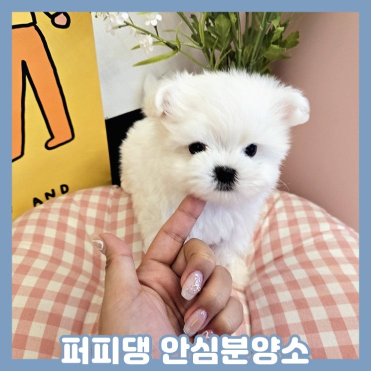  단양애견분양 천사를 만나요