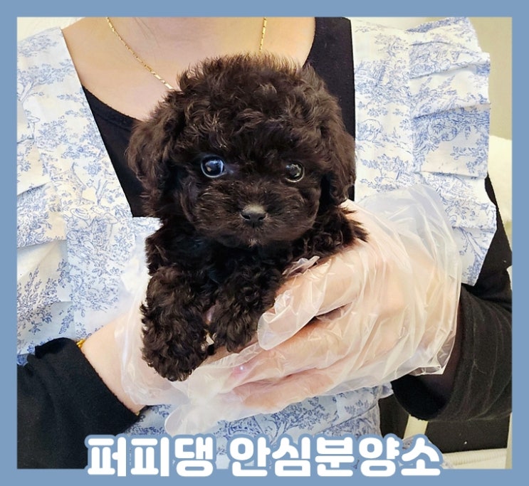  보은애견분양 퍼피댕