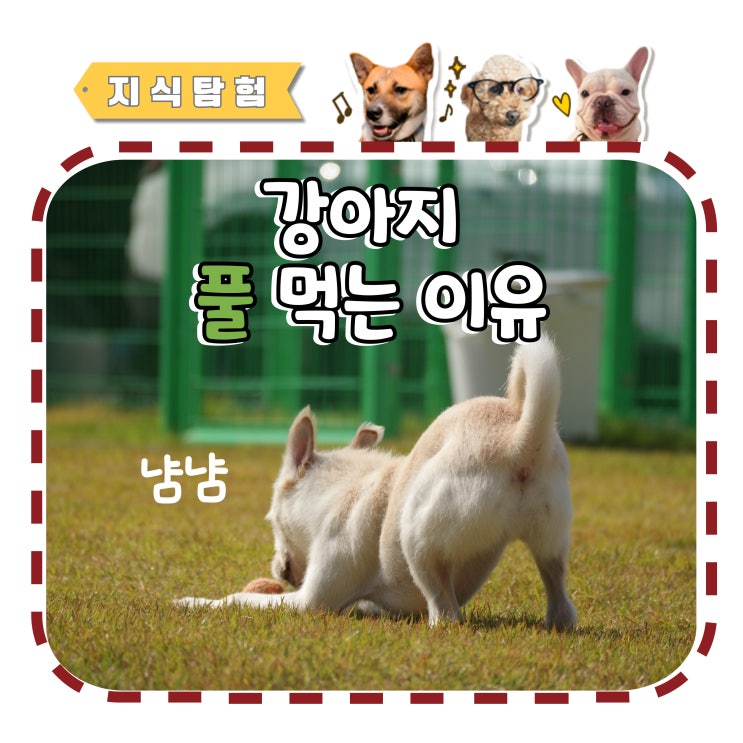  이것은 토끼인가 댕댕인가 강아지 풀 먹는 이유