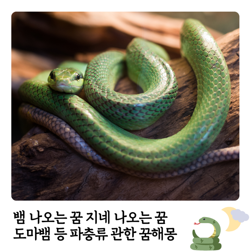 뱀 나오는 꿈 지네 나오는 꿈 도마뱀 등 파충류 관한 꿈해몽